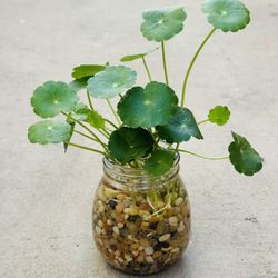 Succulents plants 🪴 （Whorled Umbrella Plant）