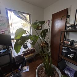 Bird Of Paradise Plant 