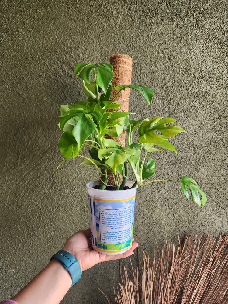 Monstera Minima Plant In Plastic Pot