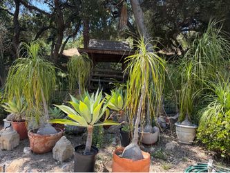 Plant sale $45-$75