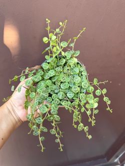 4” string of turtles