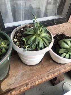 Suculentas