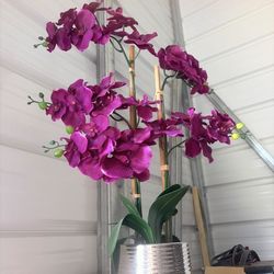Decorative Orchid Plant