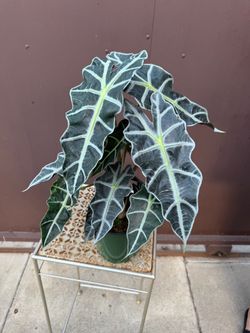 6” Alocasia Amazónica