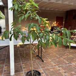 Guava Tree