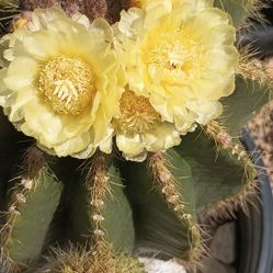Yellow Flowers Cactus.