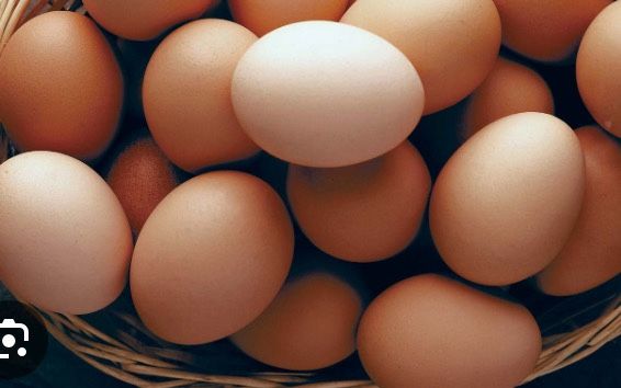 Chicken little pullets