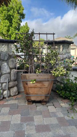 Planter Box W Jasmine Inside