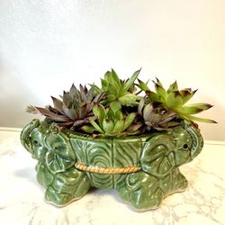 Succulents Plant 🪴 