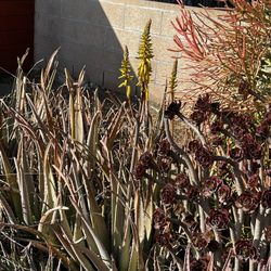 Large Aloe - Yellow Colored Seasonal Flowers