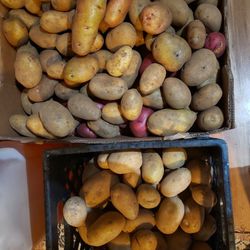 Home Grown Potatoes 