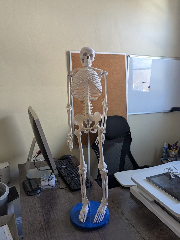 Model Skeleton for Human Anatomy