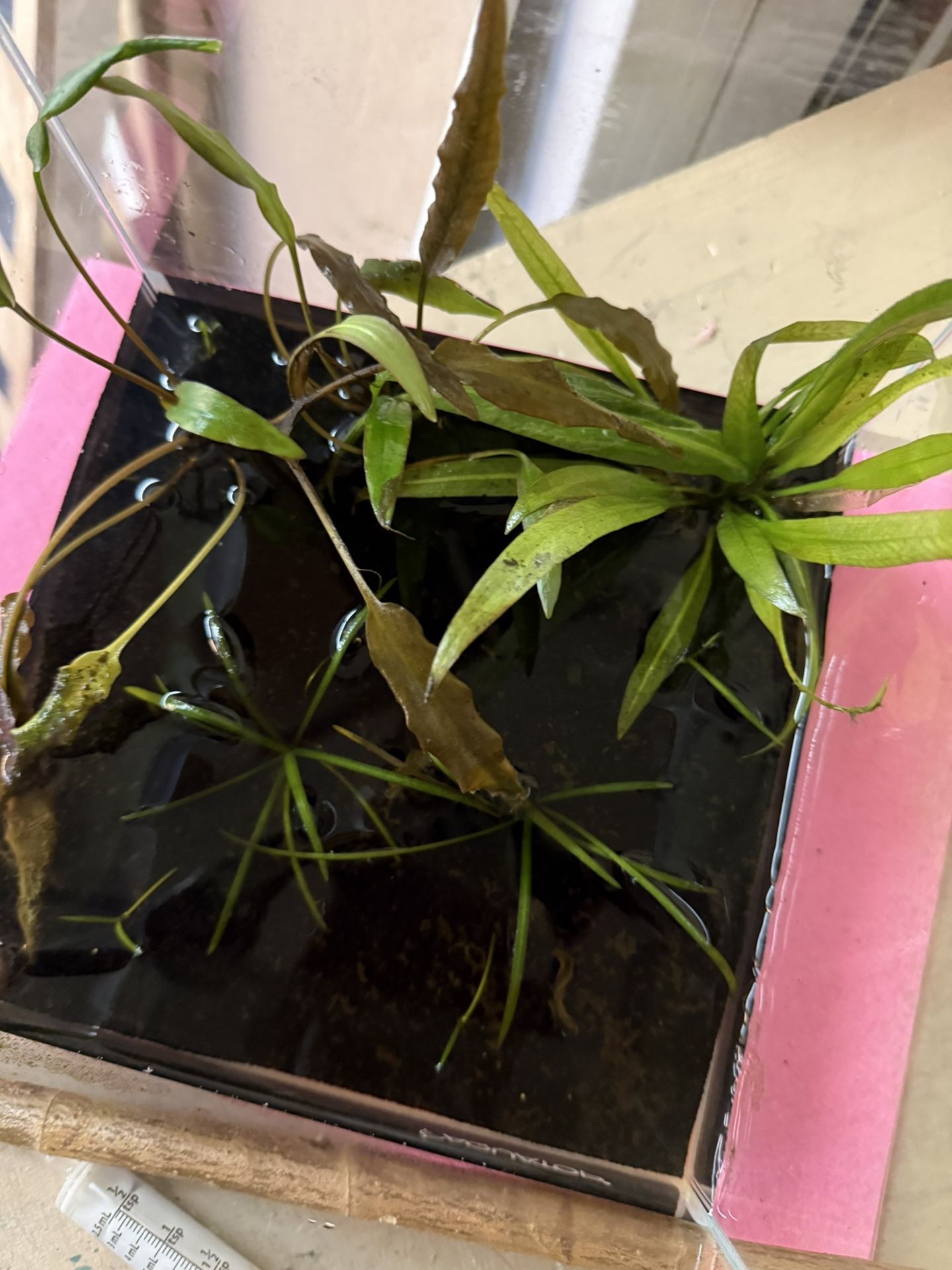 Freshwater Aquarium Plants