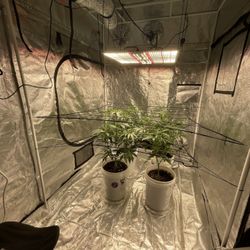 Grow Tent