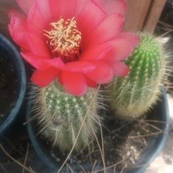 Beautiful Cactus.