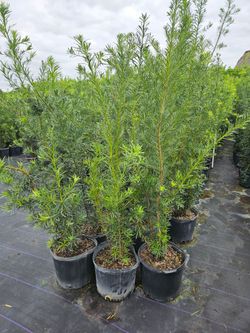 podocarpus Instant privacy Hedge for fence green full