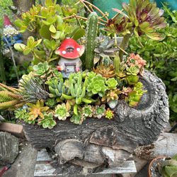 Succulents En Tronko $90 More Succulents Differents Prices 