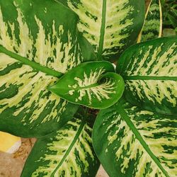Camouflage Chinese Evergreen 