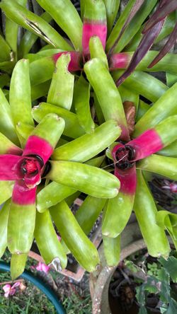 Tropical bromeliad plants