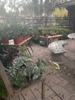 Moving out plants sale! 🪻🌱🌵🪴