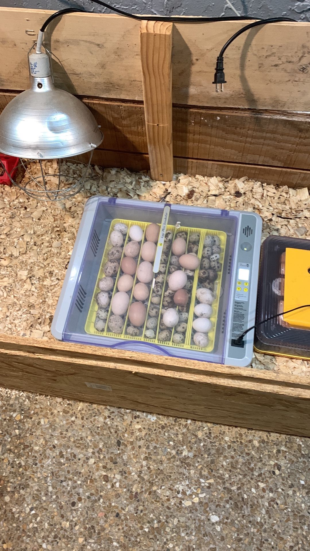 Fresh Eggs