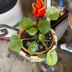 Pilea Peperomioides  Plant 