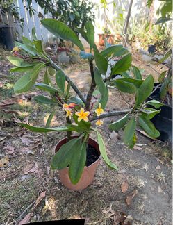Plumeria