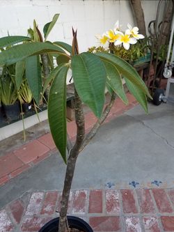 Yellow plumeria about 4 feet tall in 1 gallon pot ready for a bigger pot or on the ground
