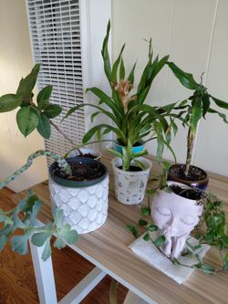 Small plants