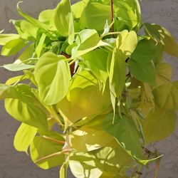 6" Philodendron 'Neon Cordatum' (B)