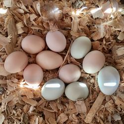 Chicken eggs, day olds