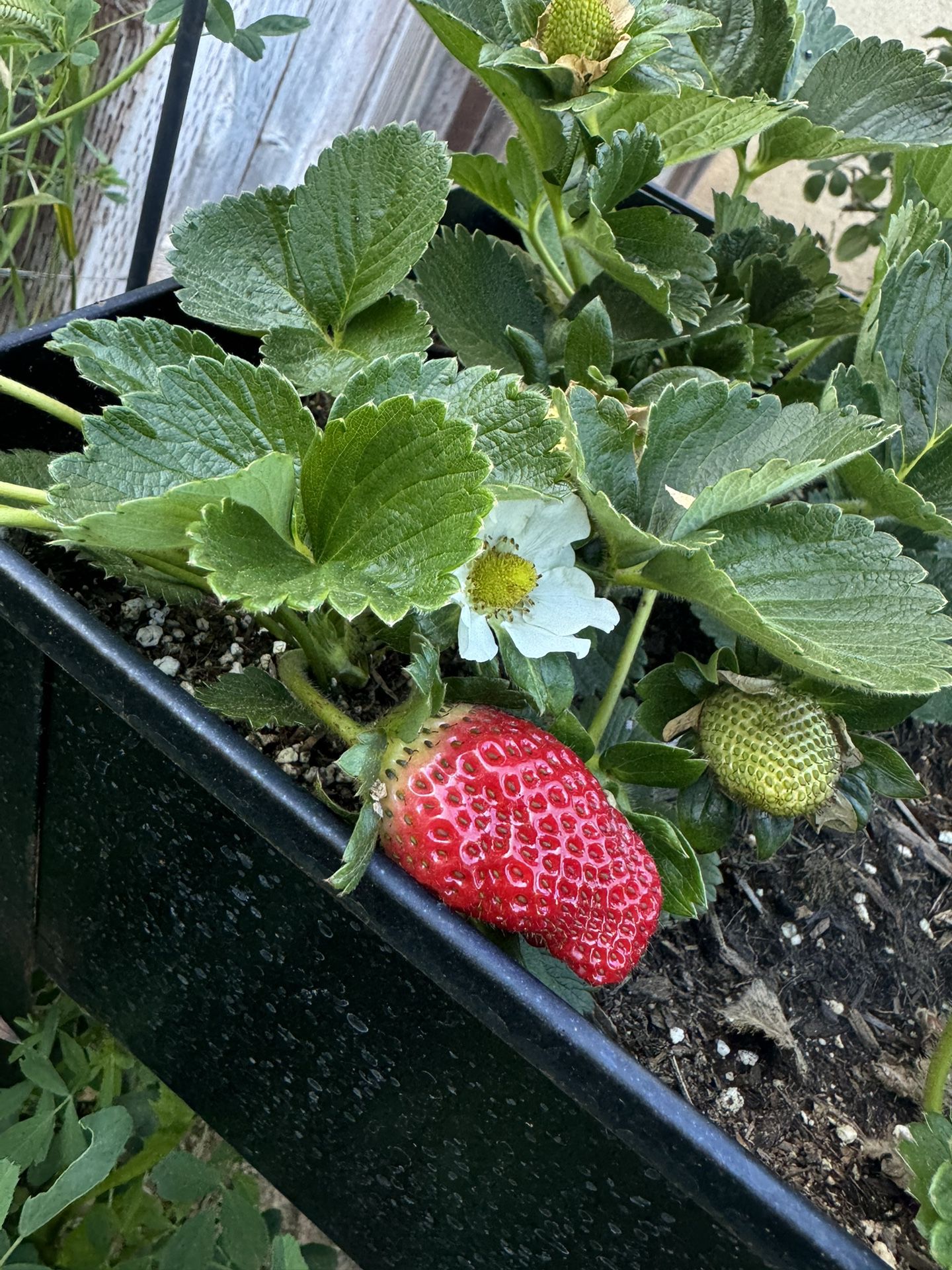 Strawberry Plant 