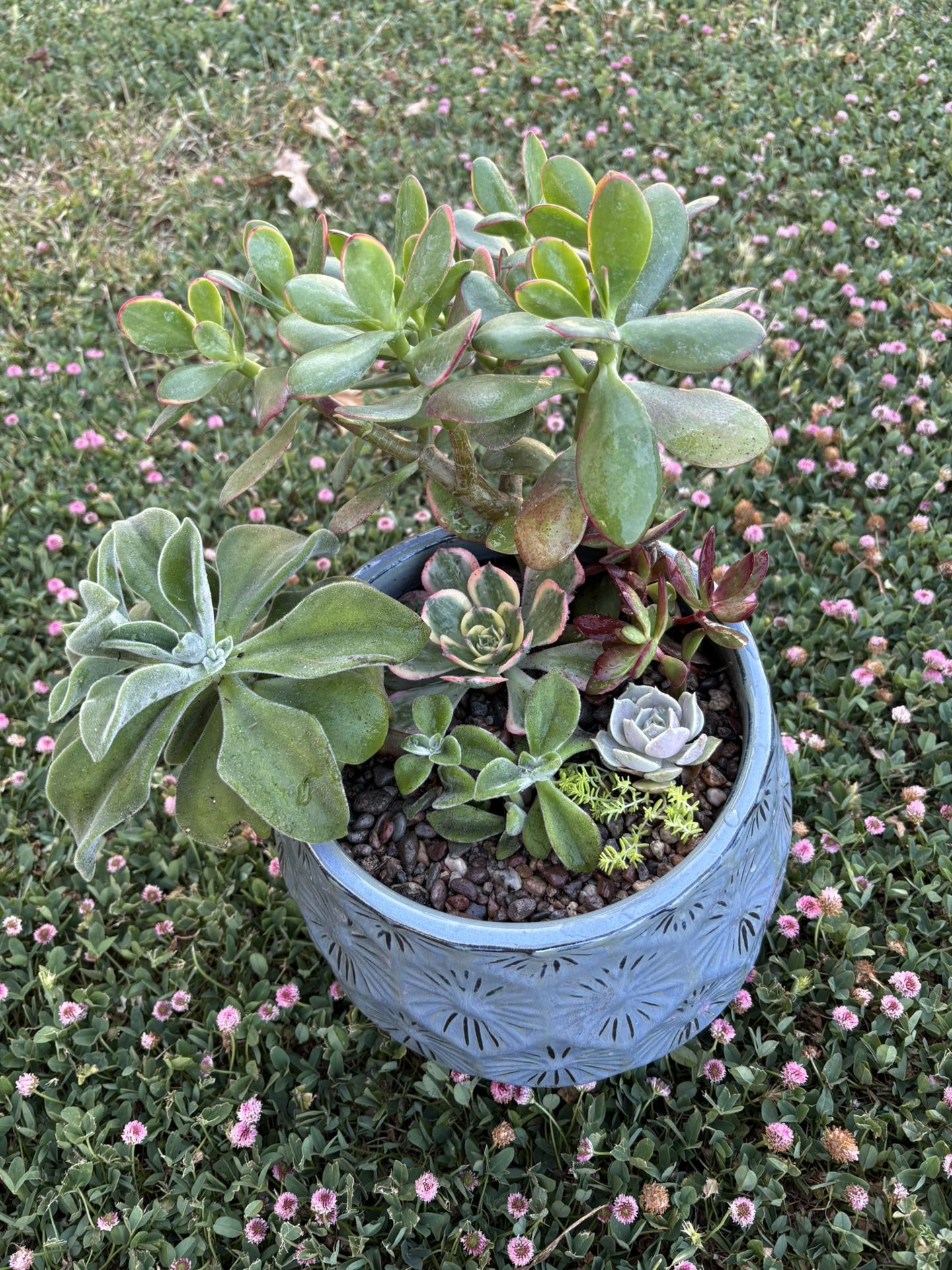 beautiful arrangement of succulents