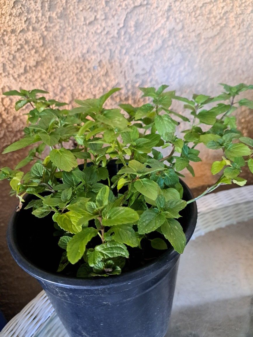 Mint Plant