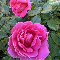Live Rose Plants