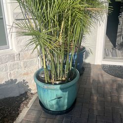 Outdoor ceramic planters with plants.