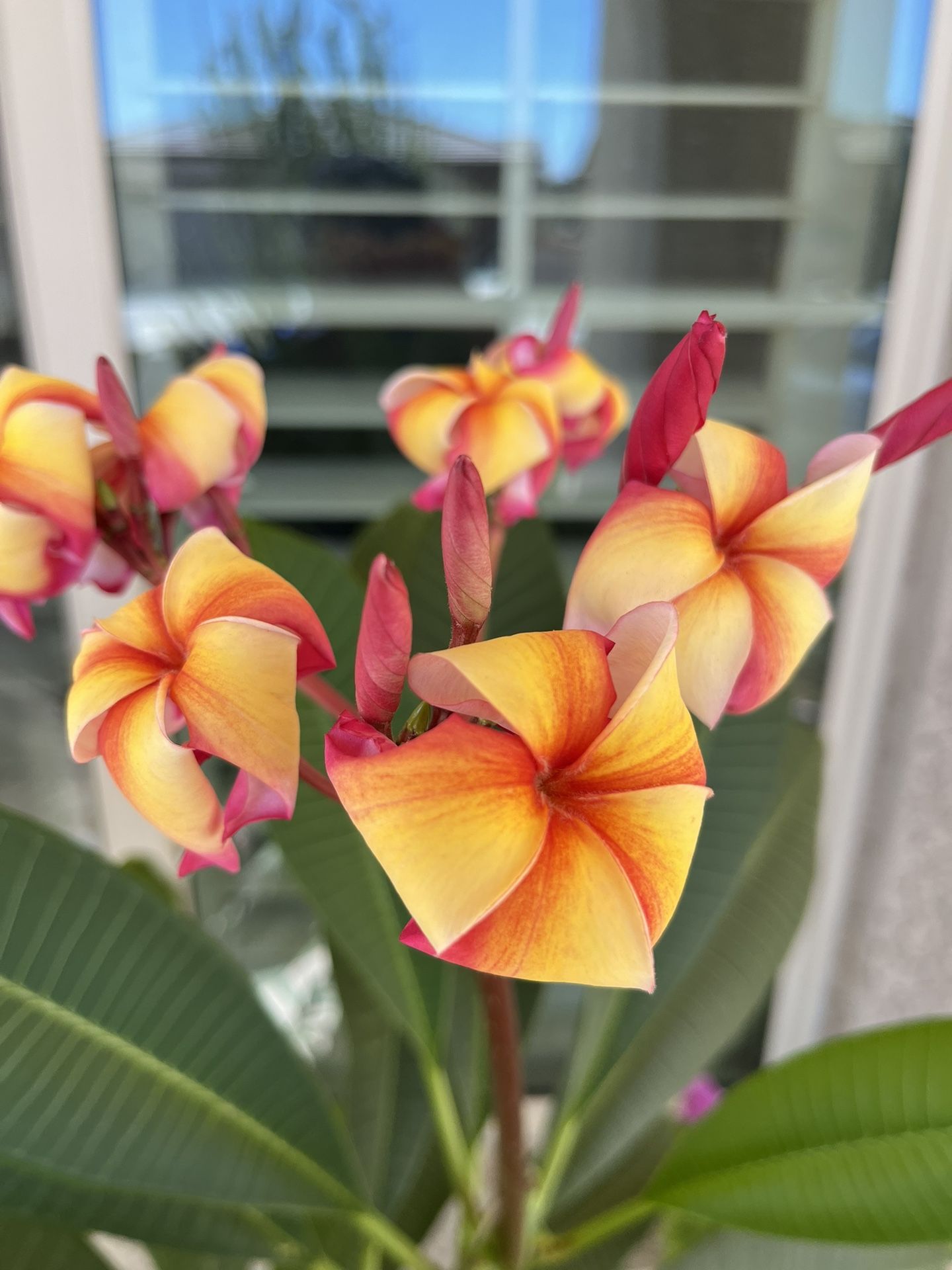 Rare Plumeria Colors