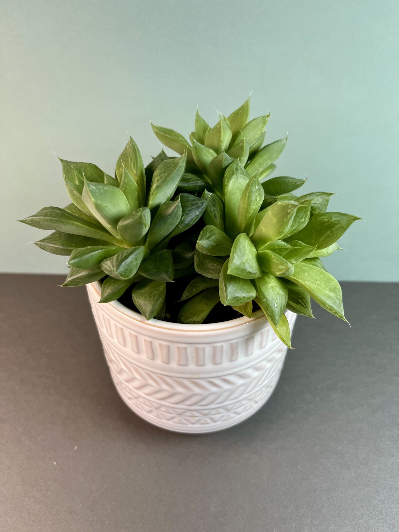 Succulent. Sammamish, Beaver Lake