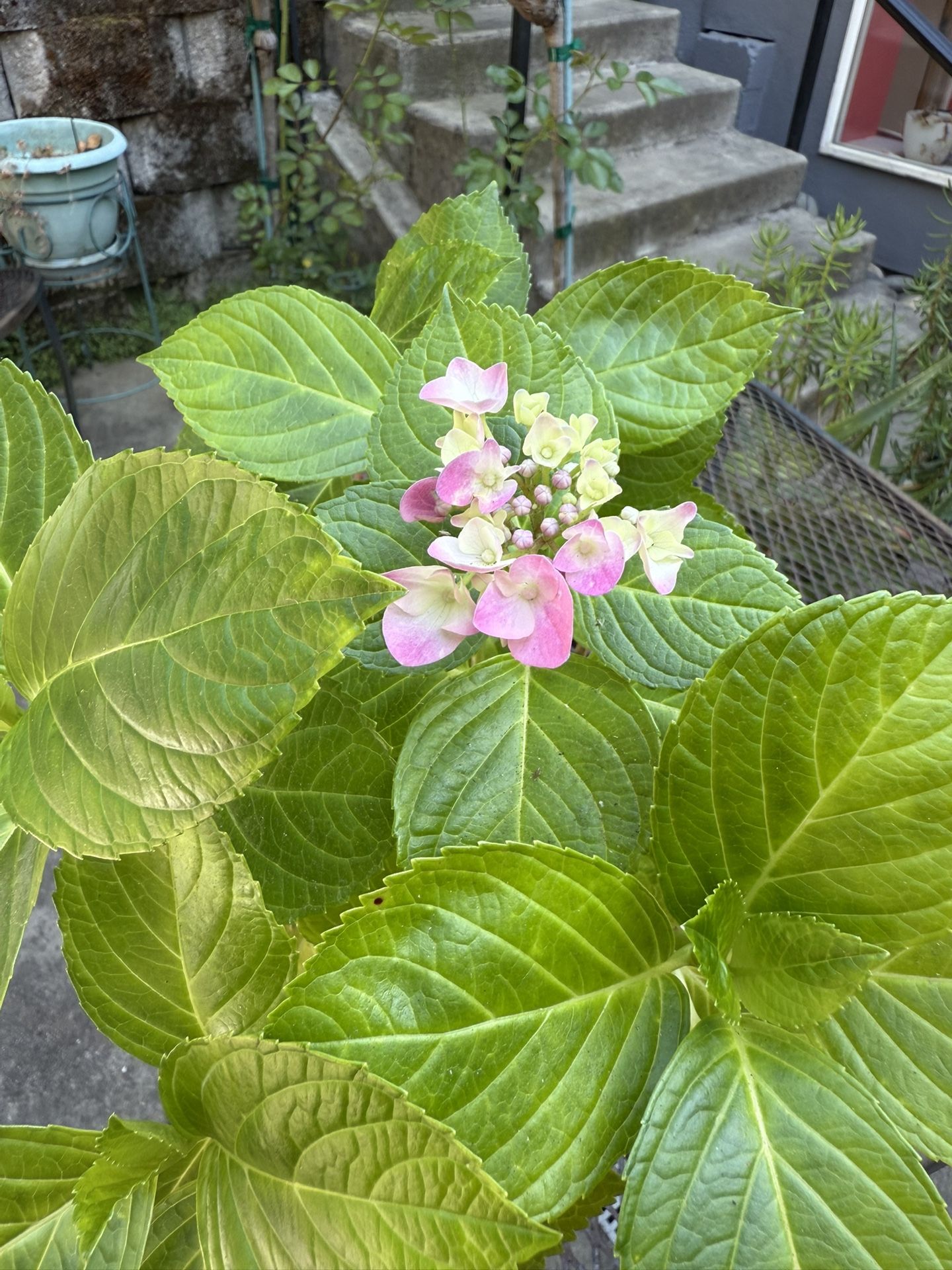 hydrangea Plant