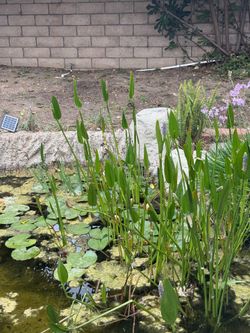 Aquatic plants for koi pond