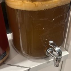 Kombucha Scoby 