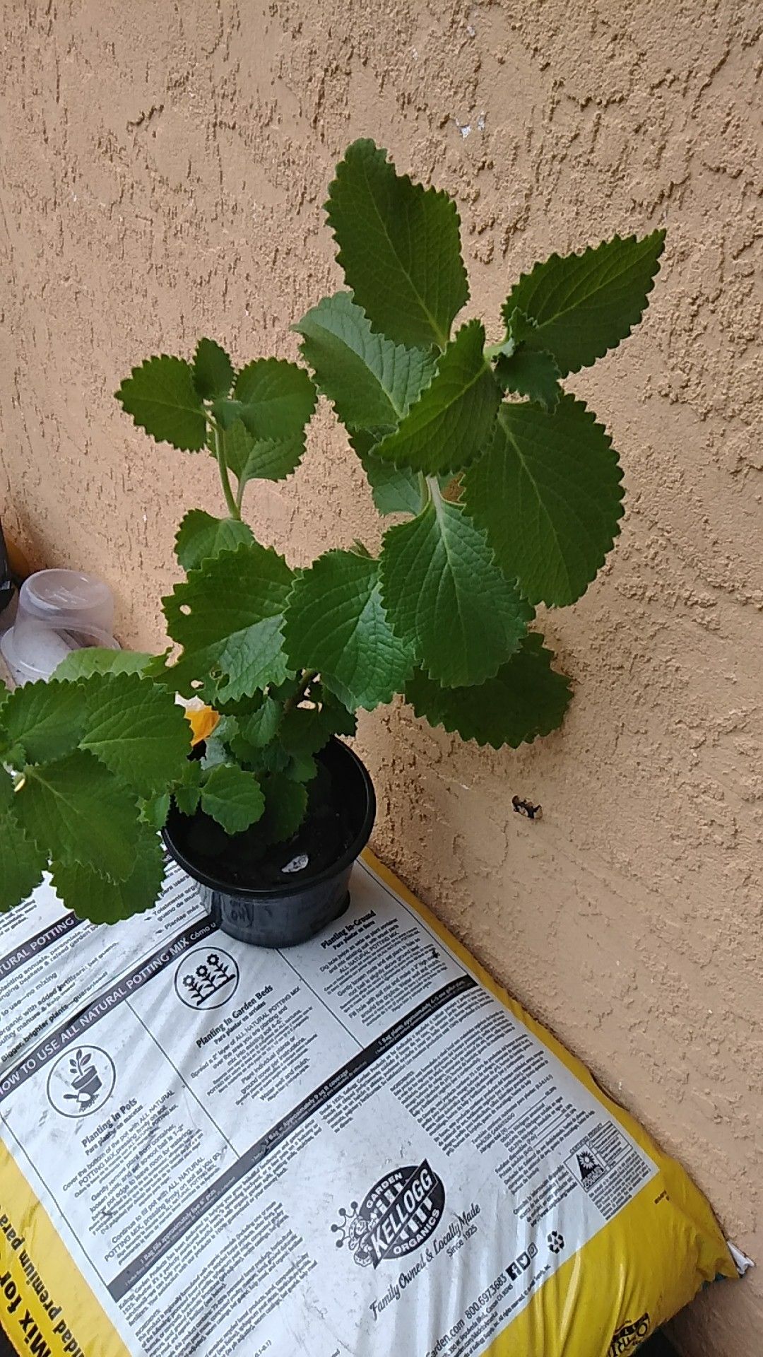 Oregano ancho