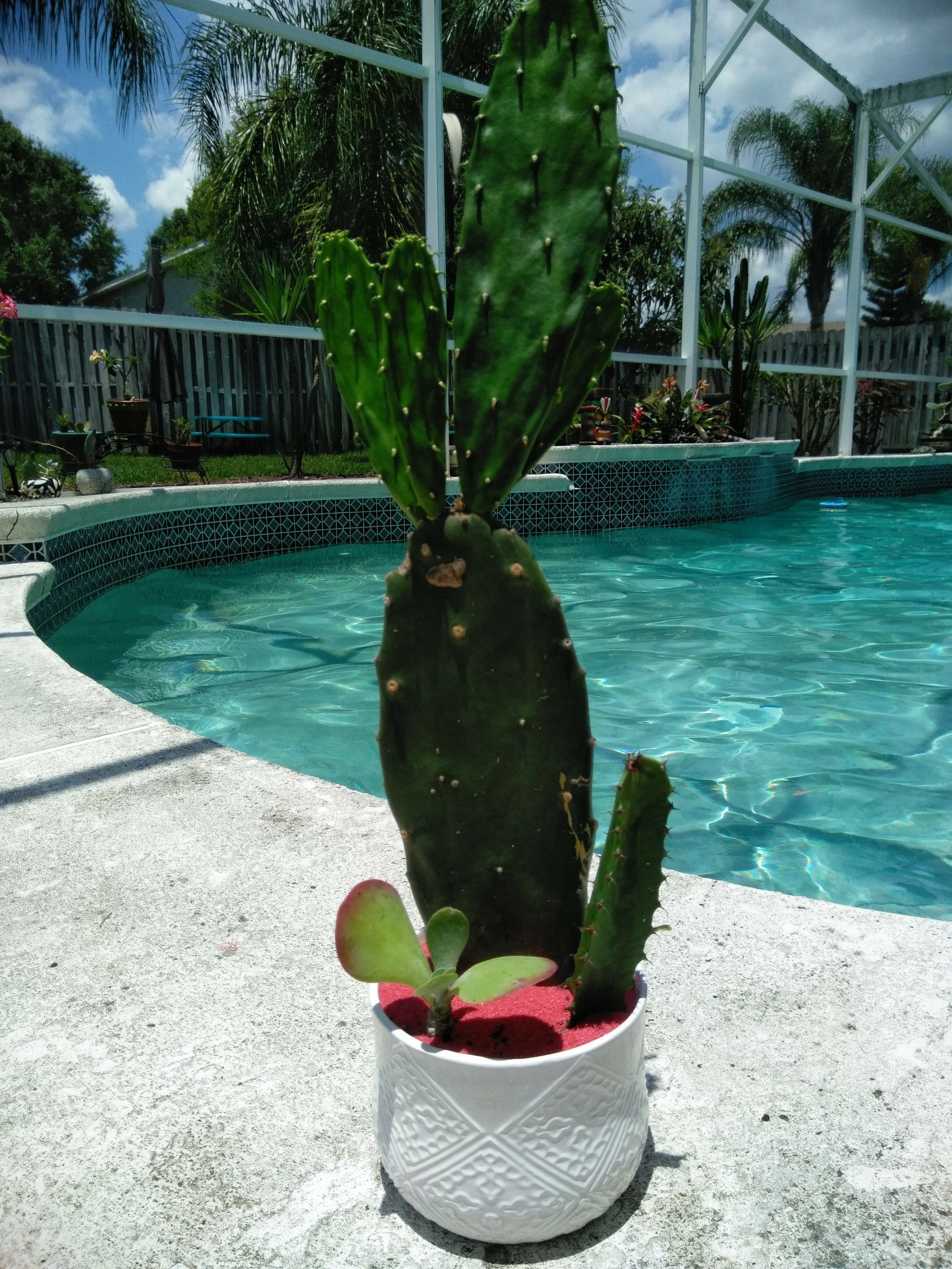 2 cactus and a succulent