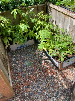 Raspberry Starts $2 each