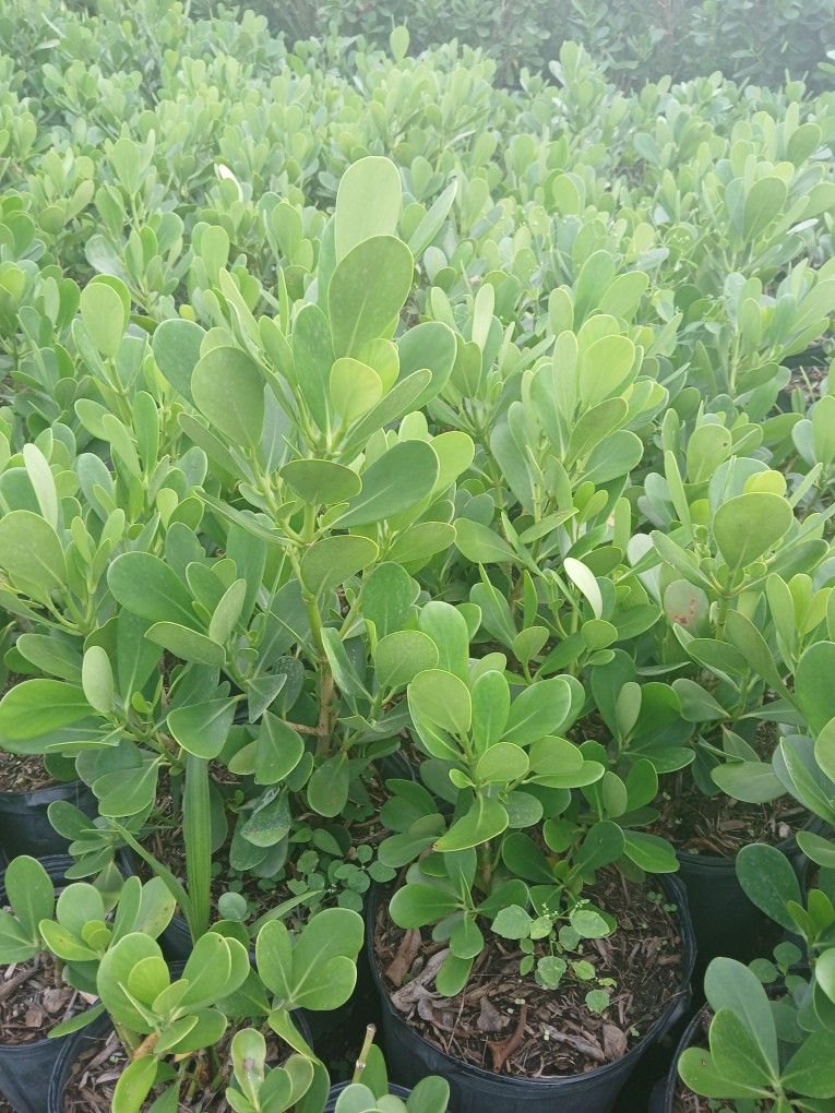 Clusia SALE‼️5'FT 🌼 $40.00