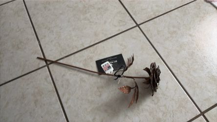 Copper rose