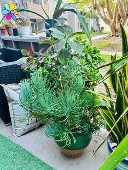 Plant