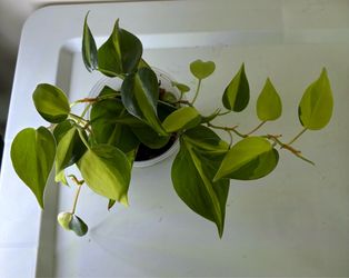 Philodendron Brasil