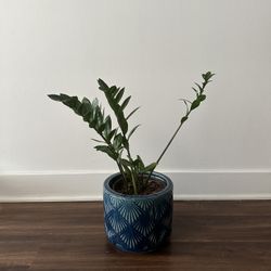 Zz plant In Blue Planter