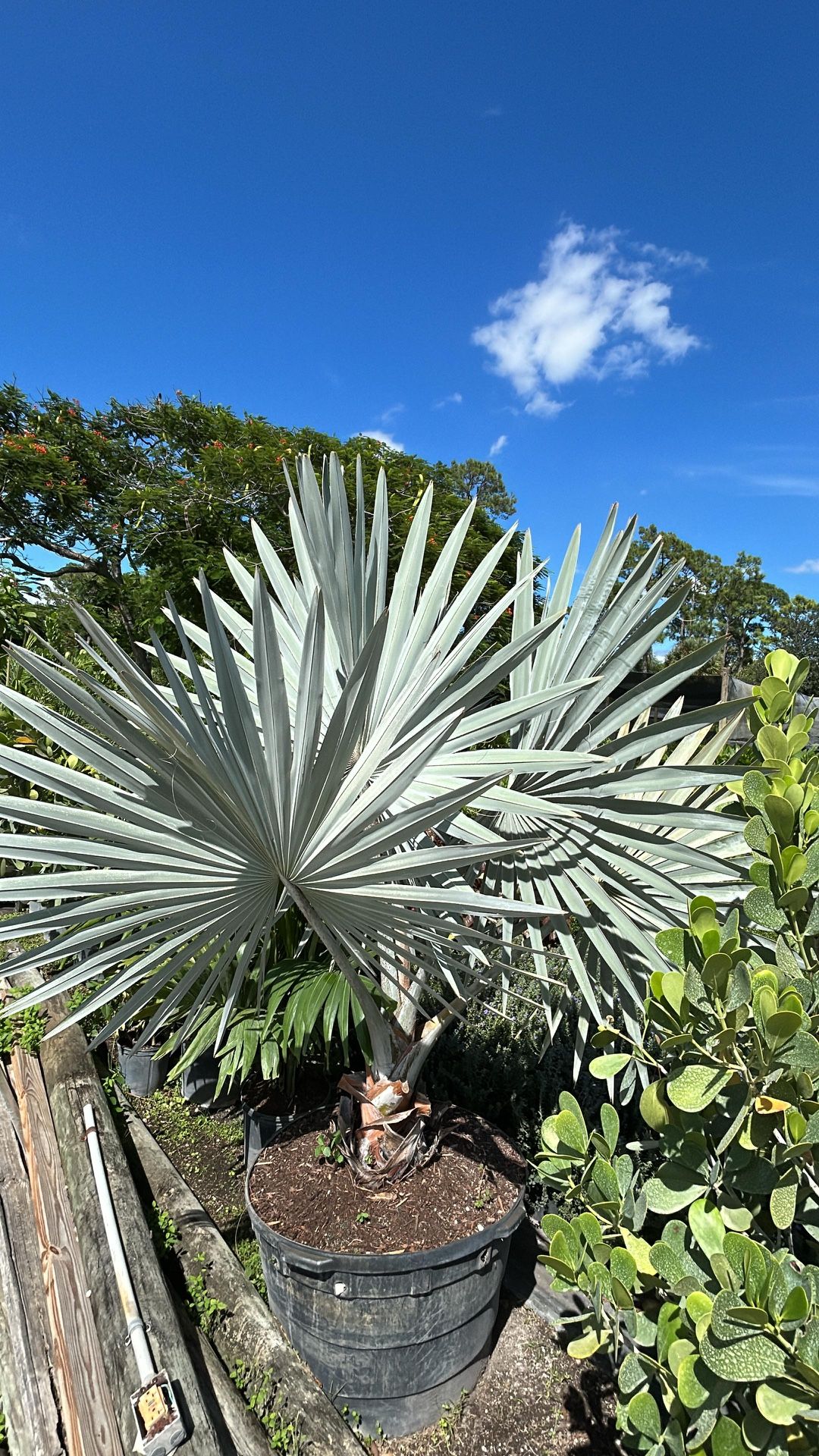 Bismarck Palm - 50gl